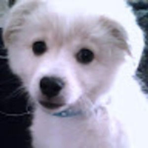 Meet your Posher, Flor